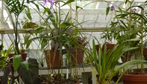 Orchids in a greenhouse at Dublin Botanical Gardens