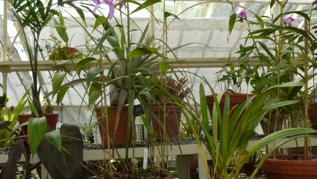 Orchids in a greenhouse at Dublin Botanical Gardens