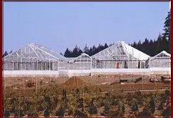 Commercial Greenhouse