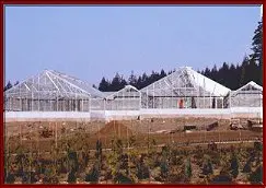 Commercial Greenhouse