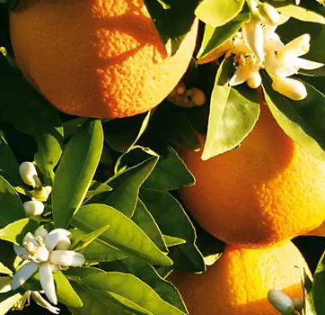 Orange Tree