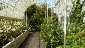 Greenhouse plants