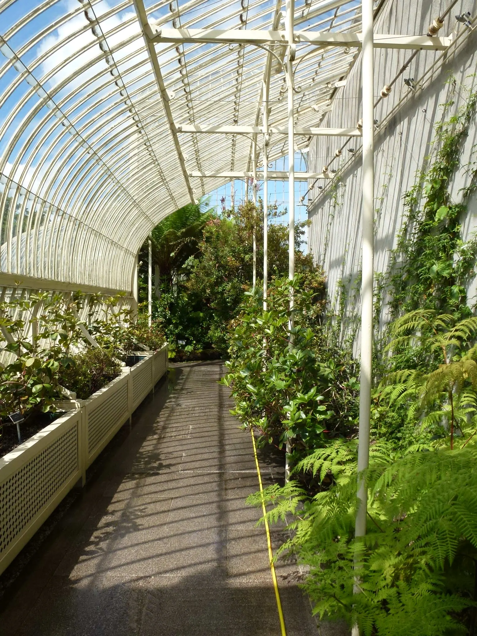 Greenhouse plants